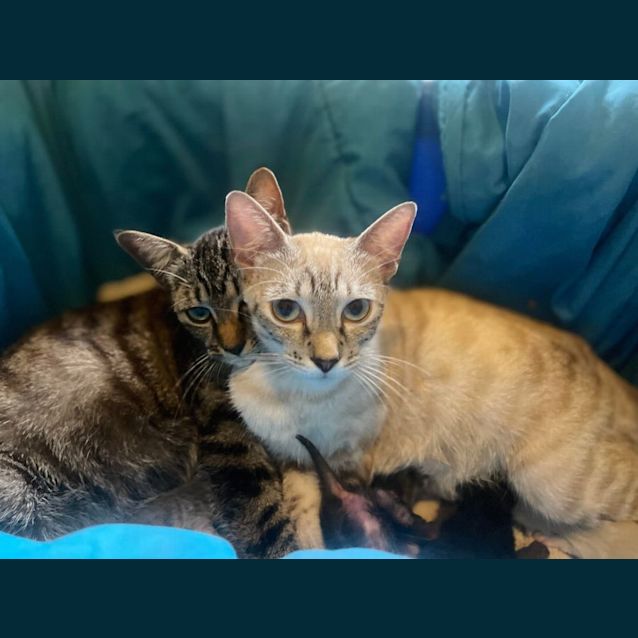 Photo of Sophia And Gracie