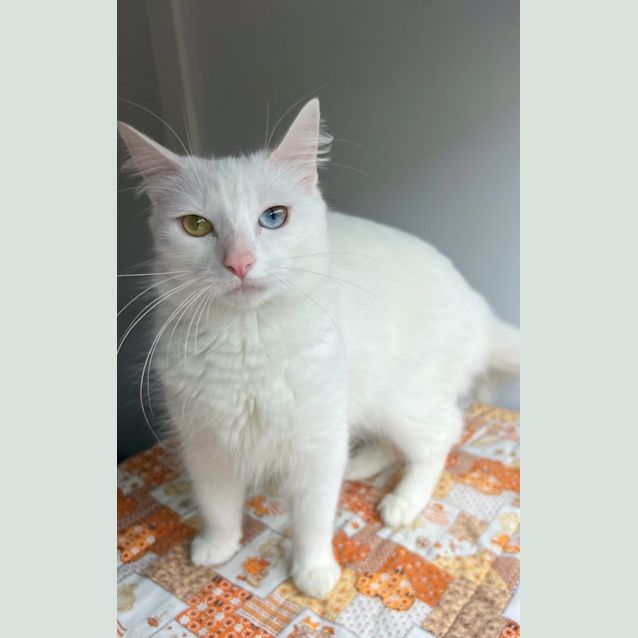 Photo of Jessie Girl