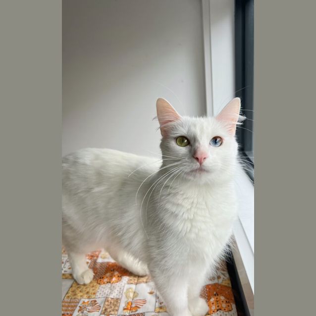 Photo of Jessie Girl