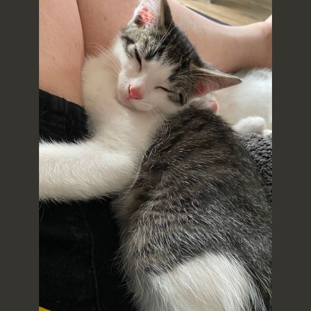 Photo of Gremlin Meet Me Pe Tstock Keysborough 