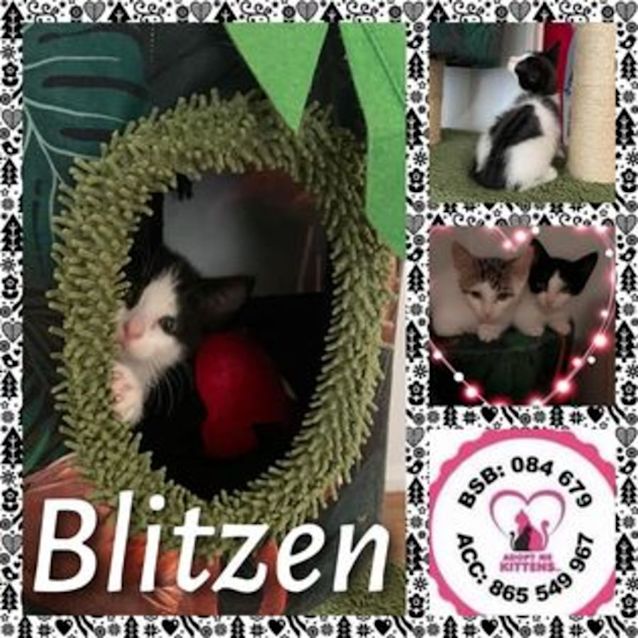Photo of Blitzen