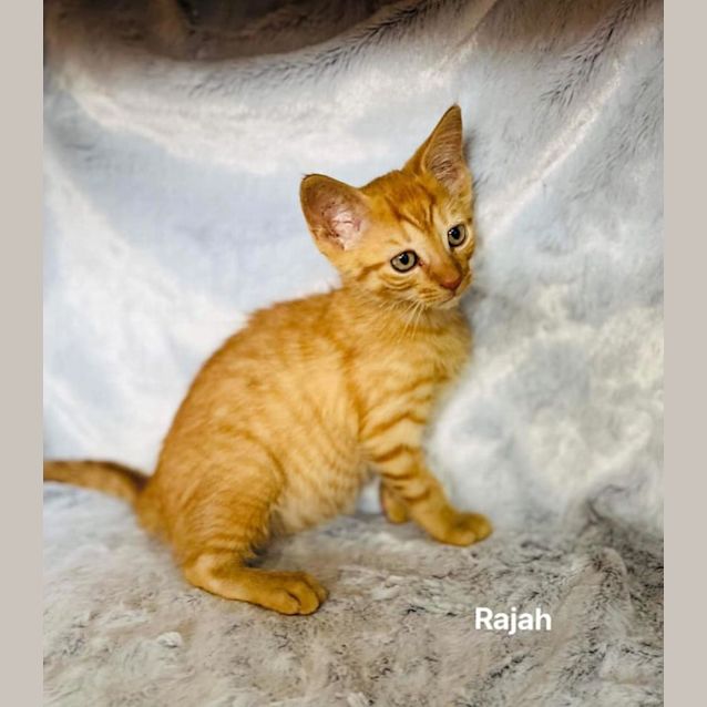 Photo of Rajah