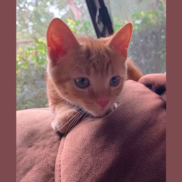 Photo of Autumn 🐈💓