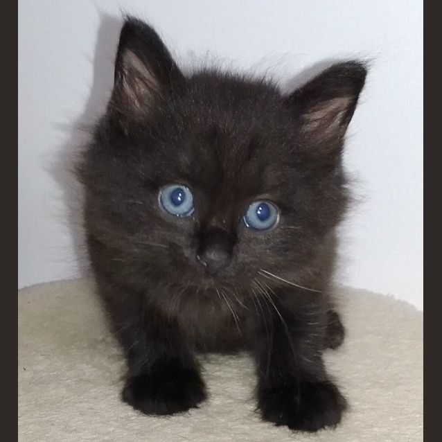 Photo of Curly
