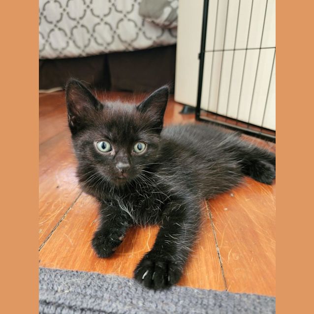 Photo of Rogue