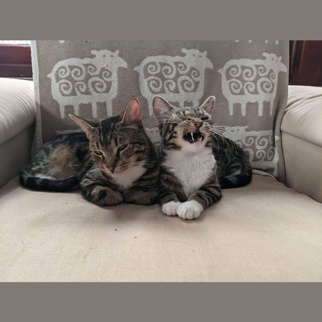 Photo of Olaf And Billy 