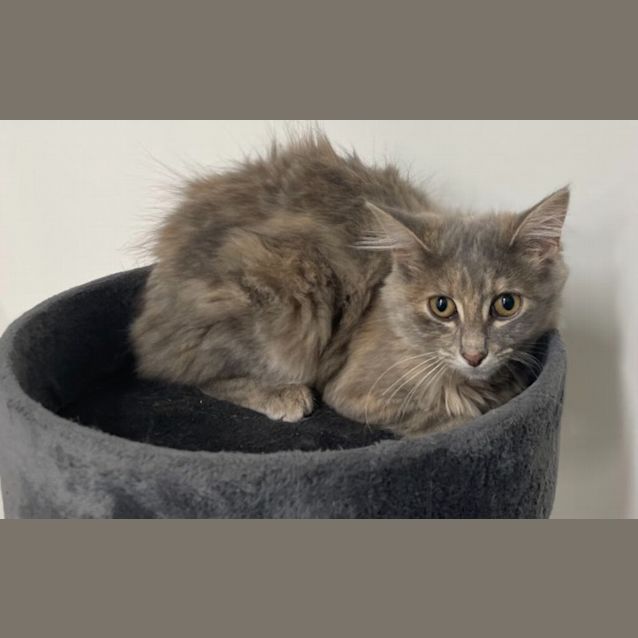 Photo of Ruby