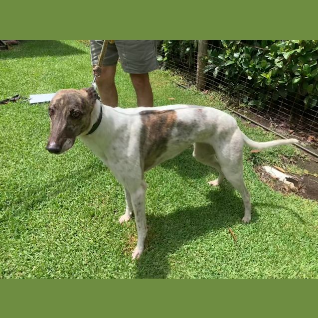 Pet rescue greyhound discount