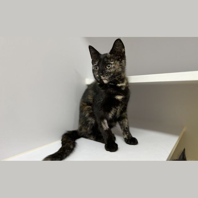 Photo of Bluebelle