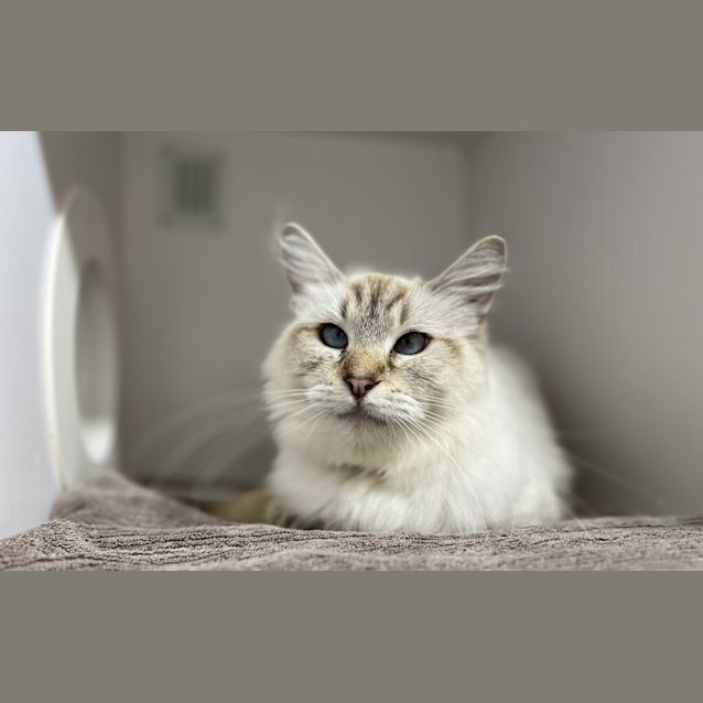 Photo of Gem