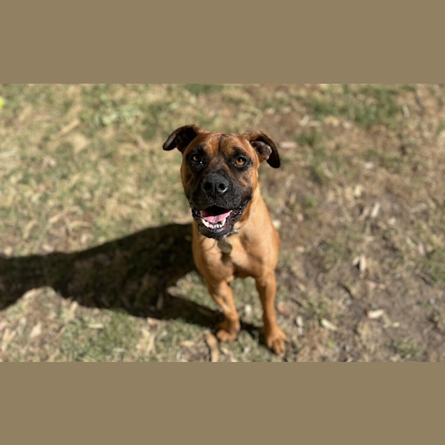 Photo of Daphne