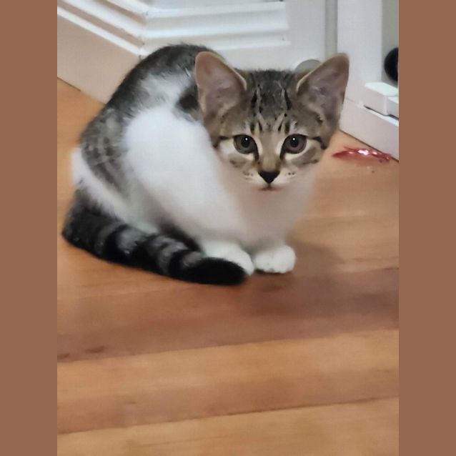 Photo of Tigga ~ Meet Me @ Petstock Keysborough 12/2/23