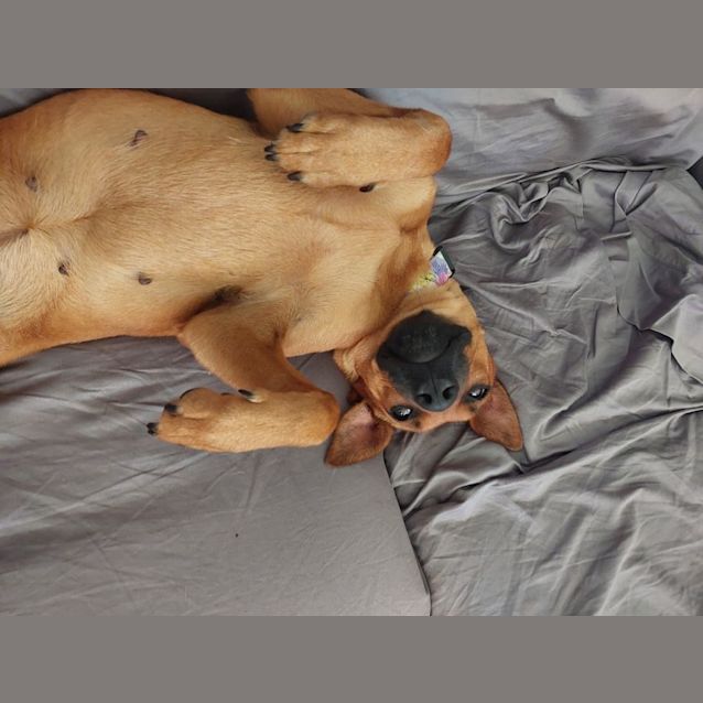 Photo of Charli Bear