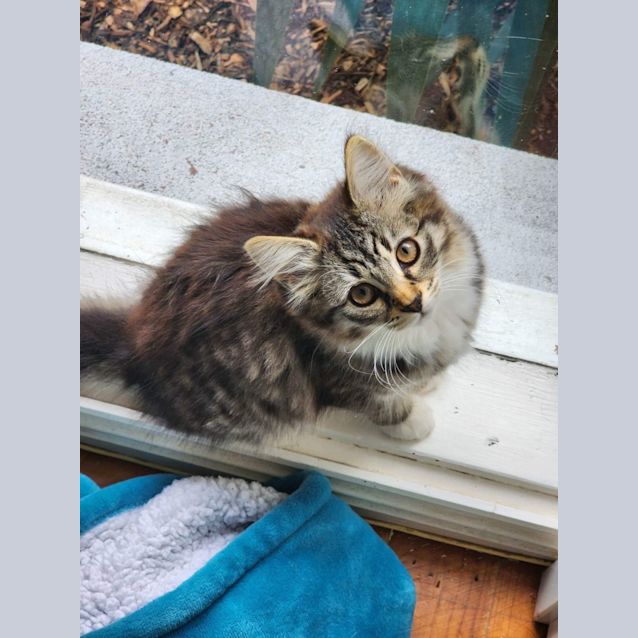 Photo of Phantom ~ Meet Me @ Petstock Keysborough 12/2/23