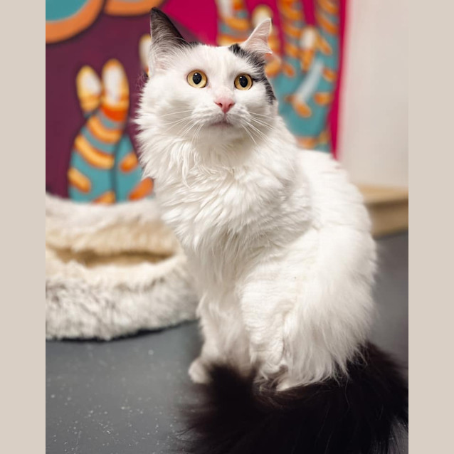 Photo of Honey