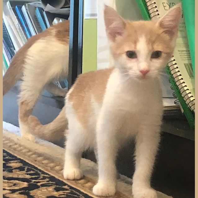 Photo of Peanut   Located In Northcote