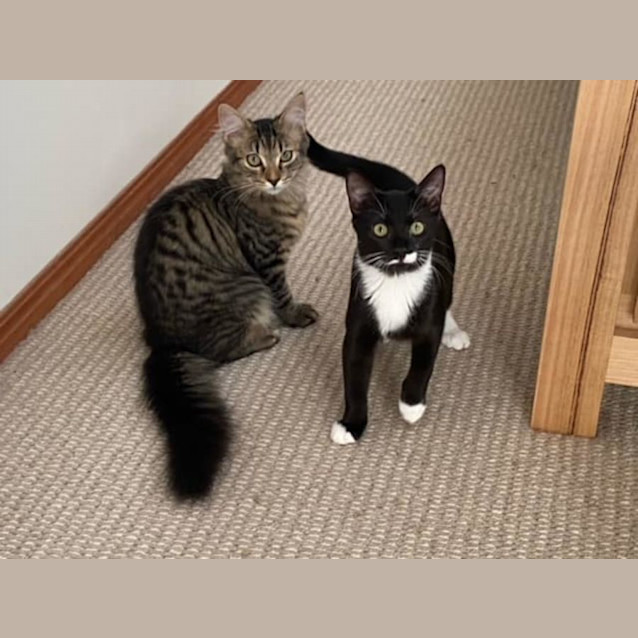 Photo of Mikey & Simba