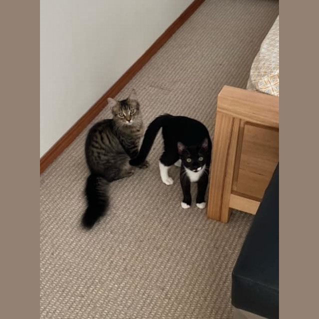 Photo of Mikey & Simba