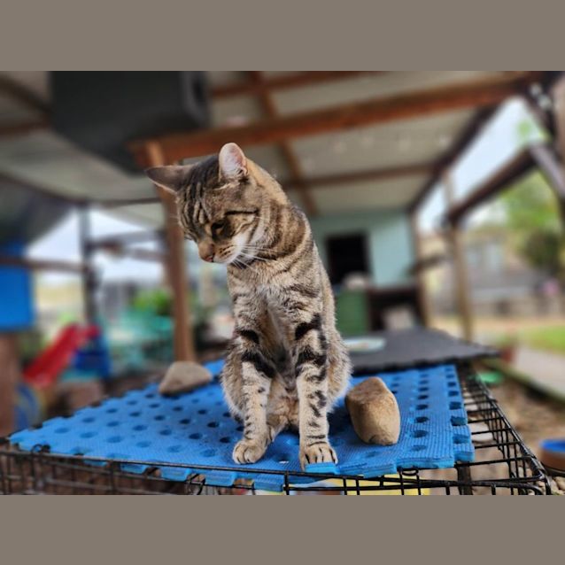 Photo of Felix