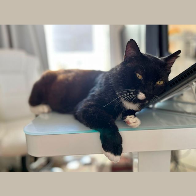 Photo of Hokuro 💙