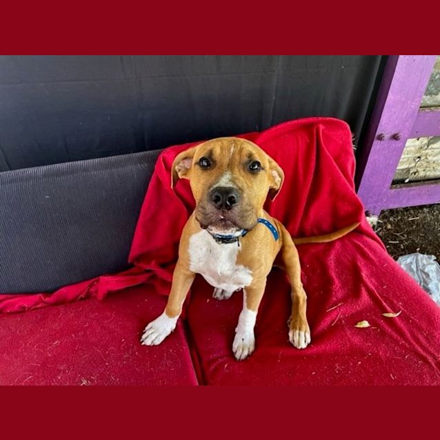 Photo of Reggie (Imp No. 2169)