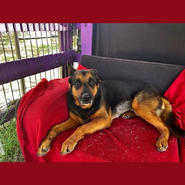 Photo of Phoenix (Imp No. 2093) 