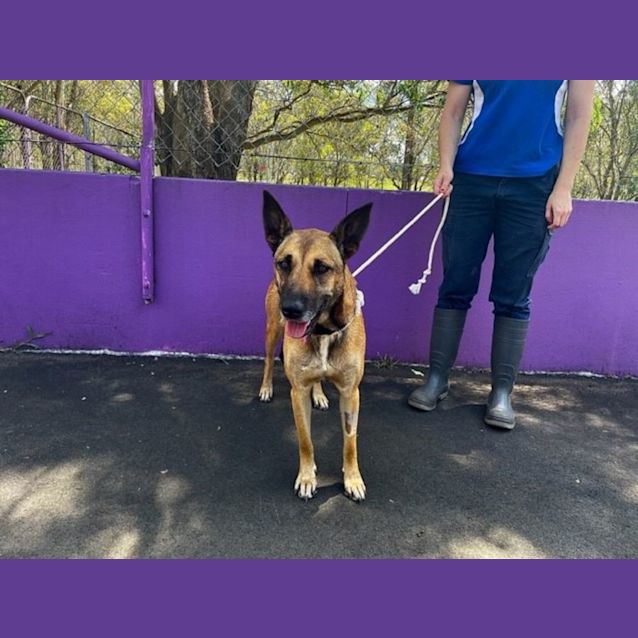 Photo of Penny (Imp No. 2175)