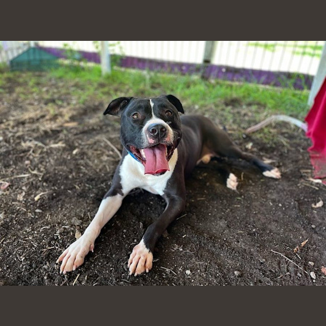 Photo of Ghost (Imp No. 2153)