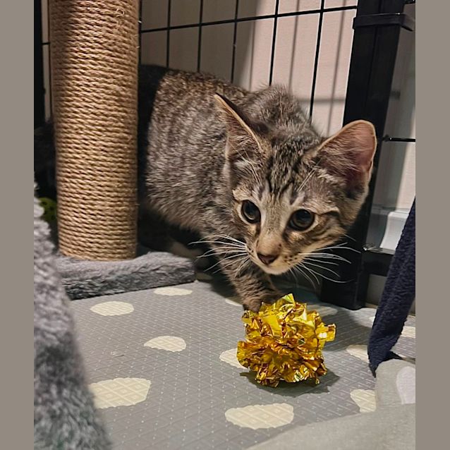 Photo of Azazel **2nd Chance Cat Rescue**