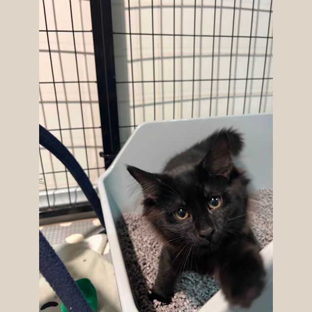 Photo of Lilith **2nd Chance Cat Rescue**
