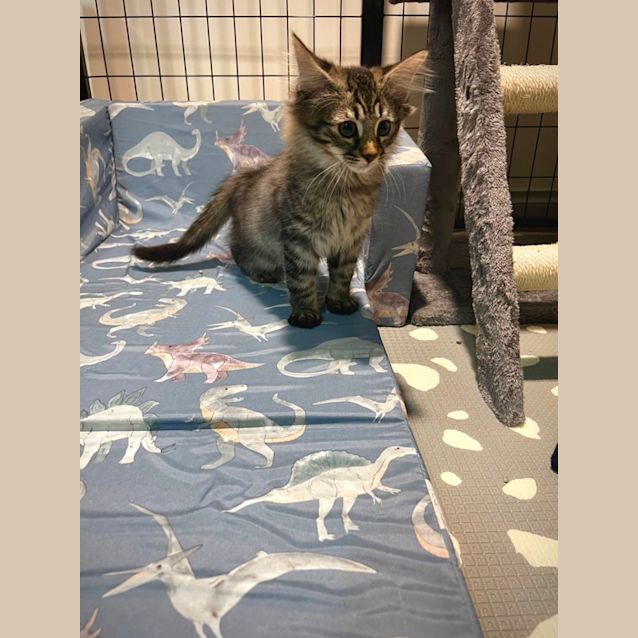 Photo of Lucifer **2nd Chance Cat Rescue**