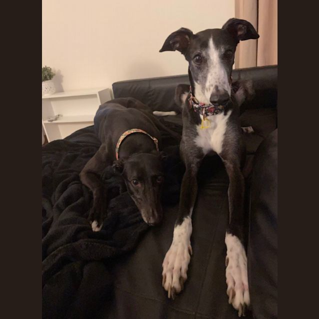 Photo of Talli & Budge 