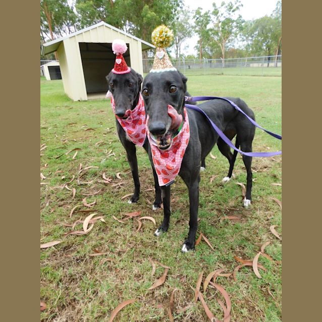 Photo of Lori & Shimmer 