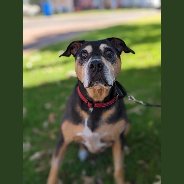 Photo of Gypsy