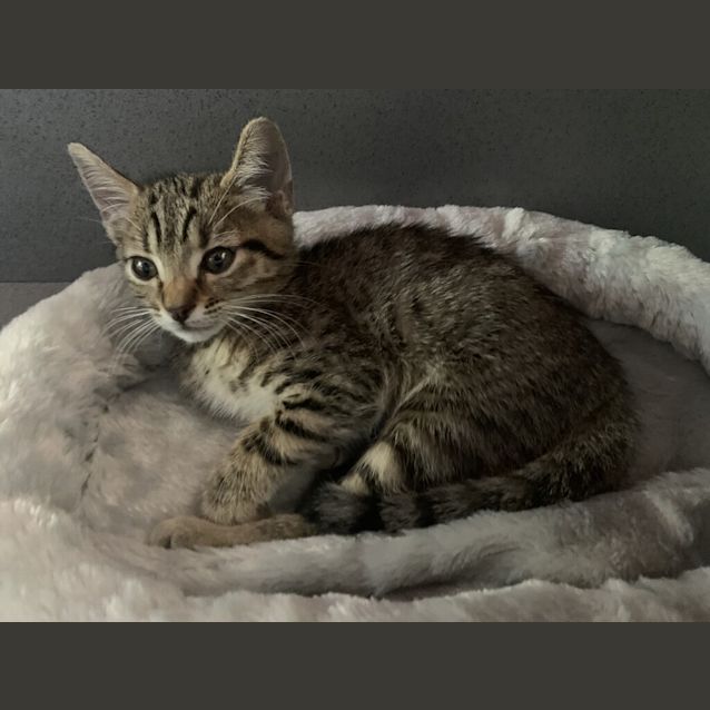 Photo of Teddy