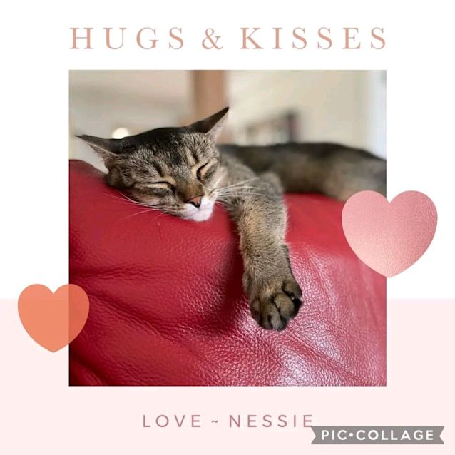 Photo of Nessie