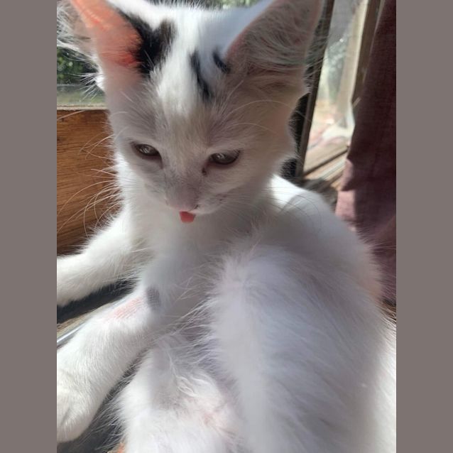 Photo of Pavlova