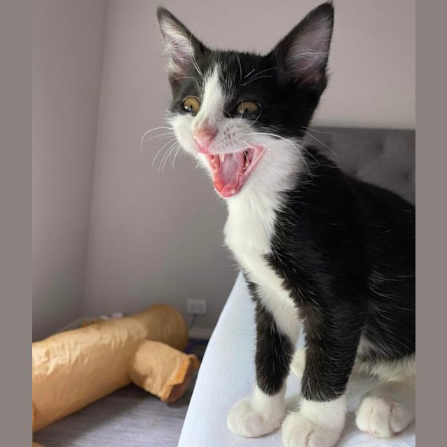 Photo of Lindy & Luna 