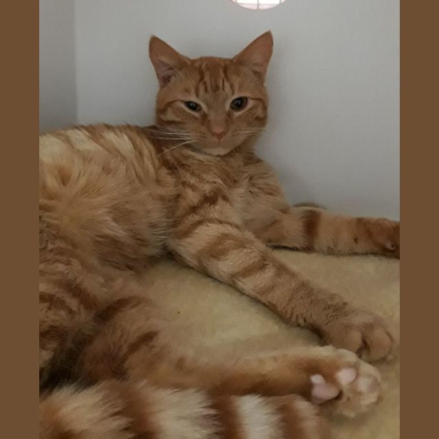 Photo of Kimchi
