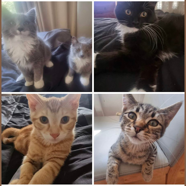 Photo of Kittens 