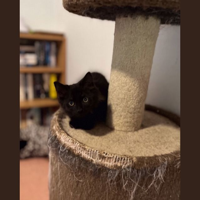 Photo of Levi   Located In Preston