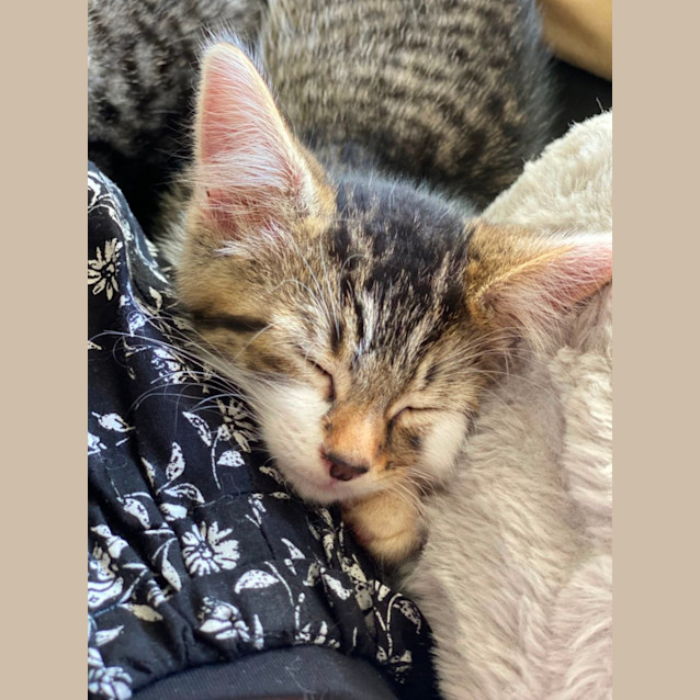 Photo of Taco & Pickle