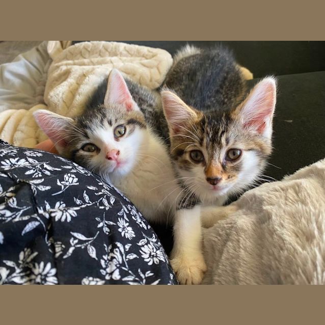 Photo of Taco & Pickle