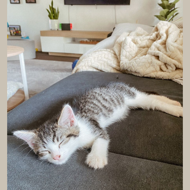 Photo of Taco & Pickle