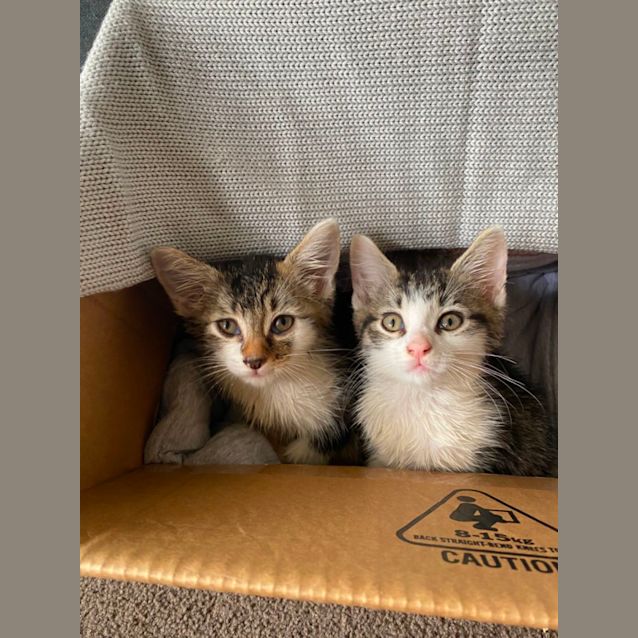 Photo of Taco & Pickle