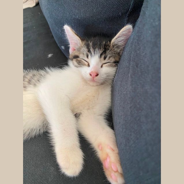 Photo of Taco & Pickle