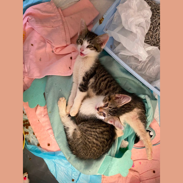 Photo of Taco & Pickle