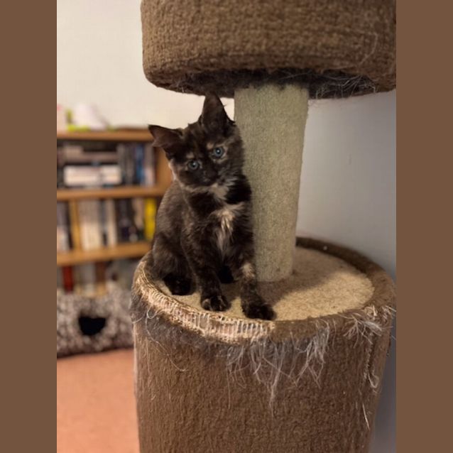 Photo of Cora   Located In Preston