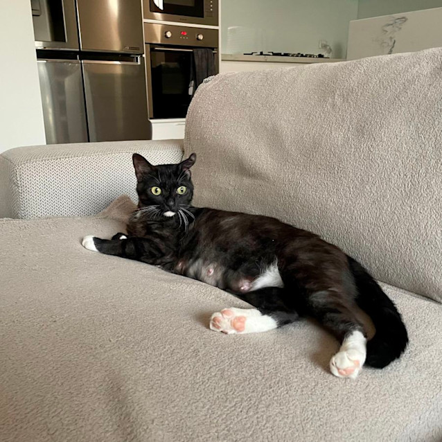 Photo of Pebbles   Located In Braybrook