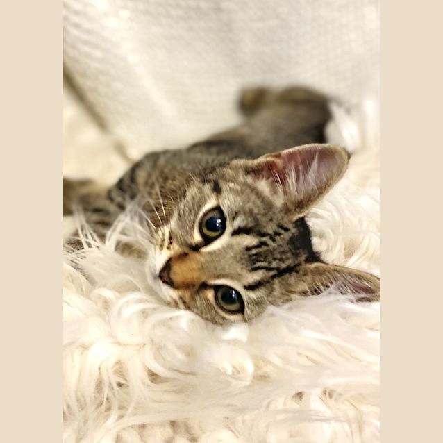 Photo of Maple